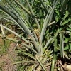 CostaRica - ananas 0471